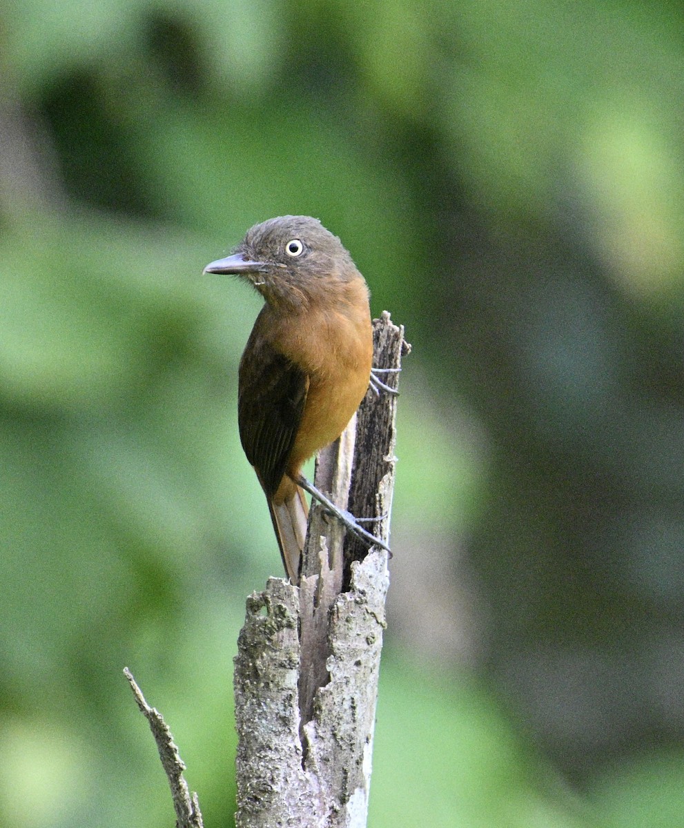 Dull-capped Attila - ML638041473