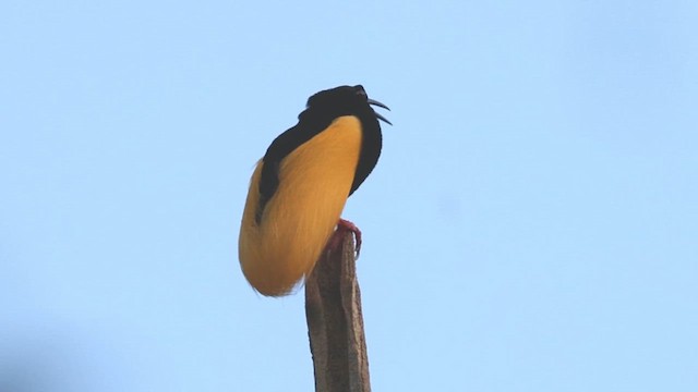 Twelve-wired Bird-of-Paradise - ML638041477