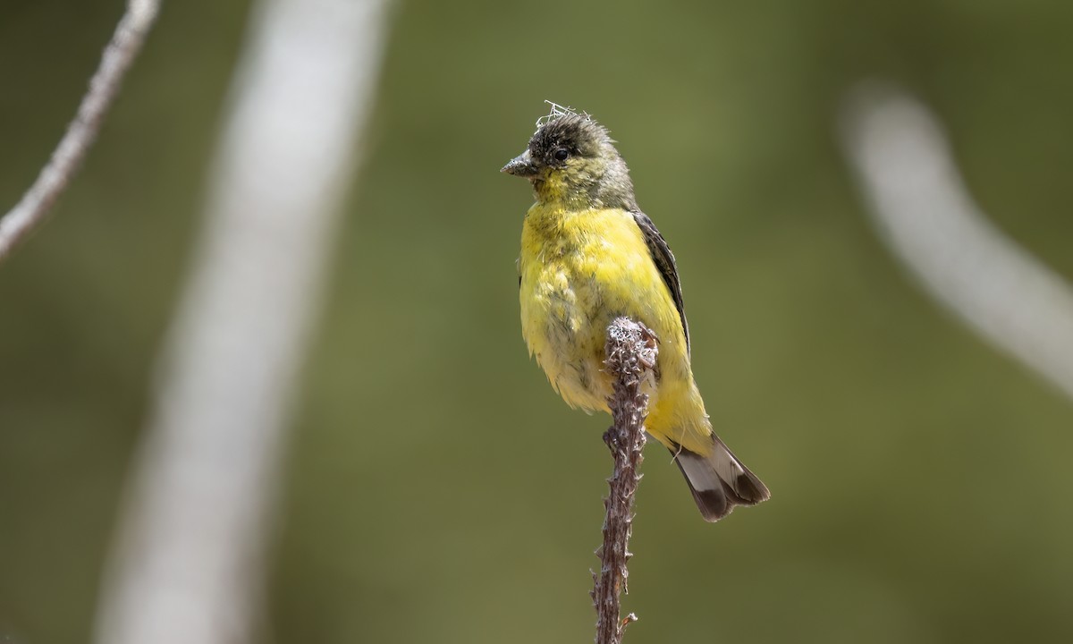 Lesser Goldfinch - ML638041519