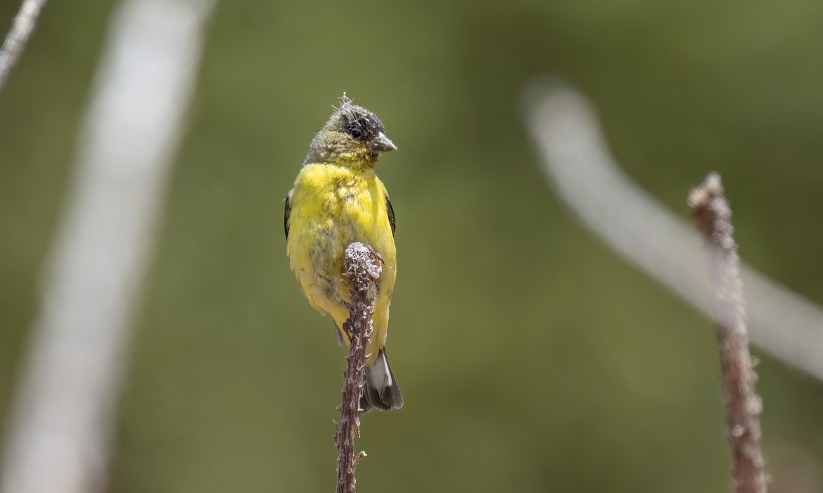 Lesser Goldfinch - ML638041520
