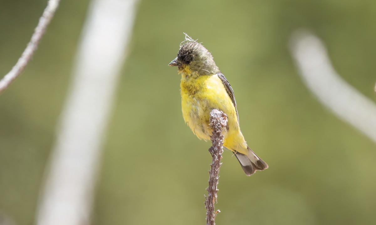 Lesser Goldfinch - ML638041521