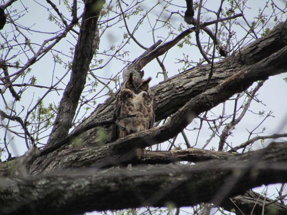 Great Horned Owl - ML638041565