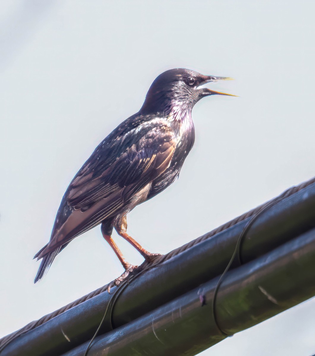 European Starling - ML638041568