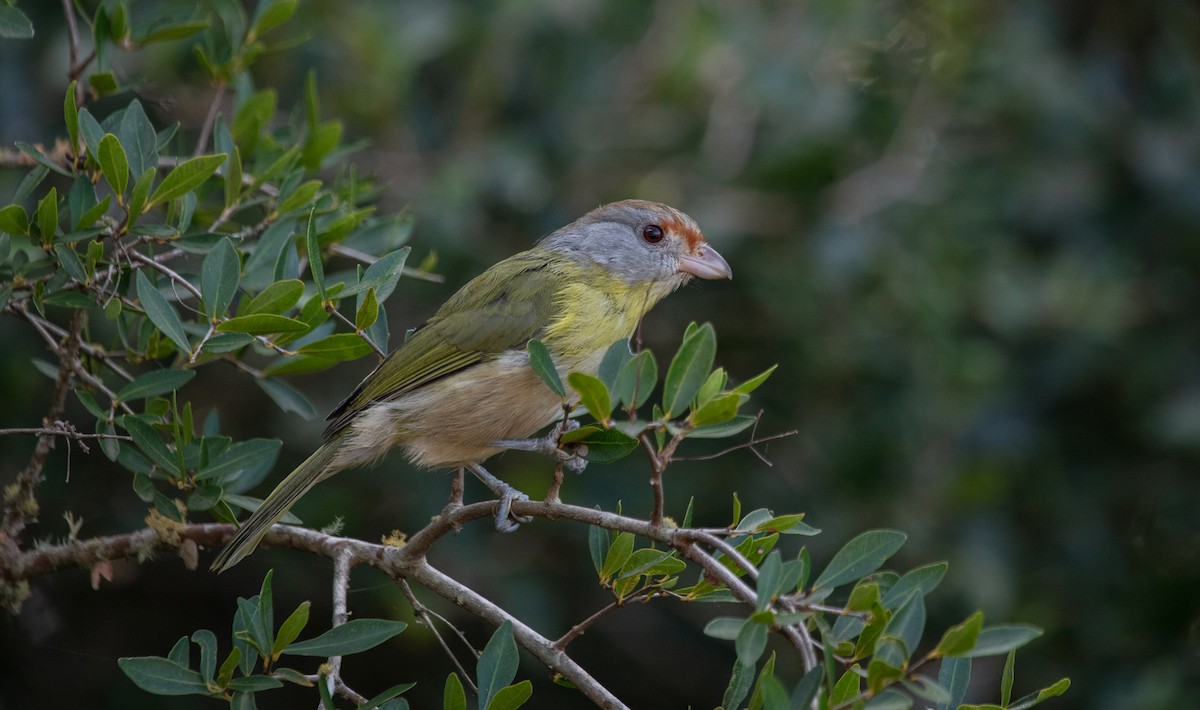 Rufous-browed Peppershrike - ML638041639