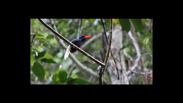 Numfor Paradise-Kingfisher - ML638041647
