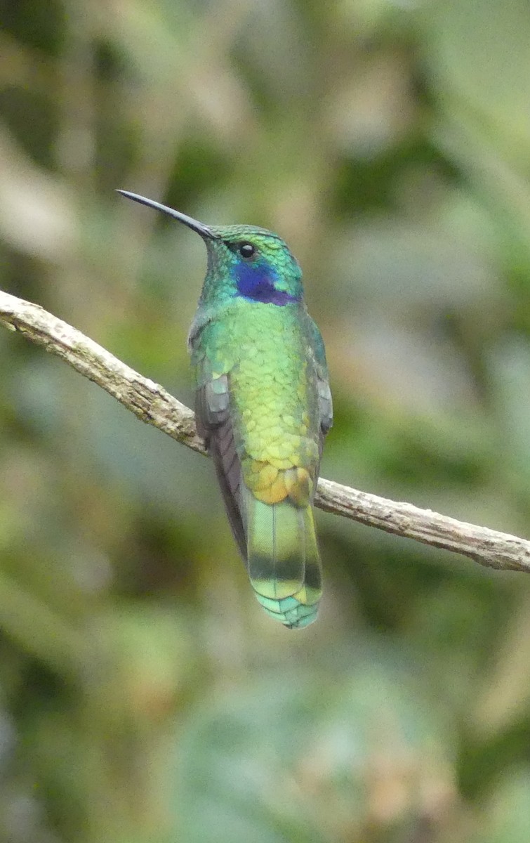 Lesser Violetear - ML638041723