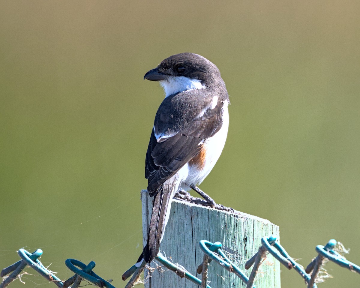 Southern Fiscal - ML638041735