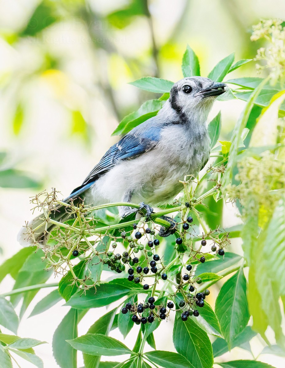 Blue Jay - ML638041749