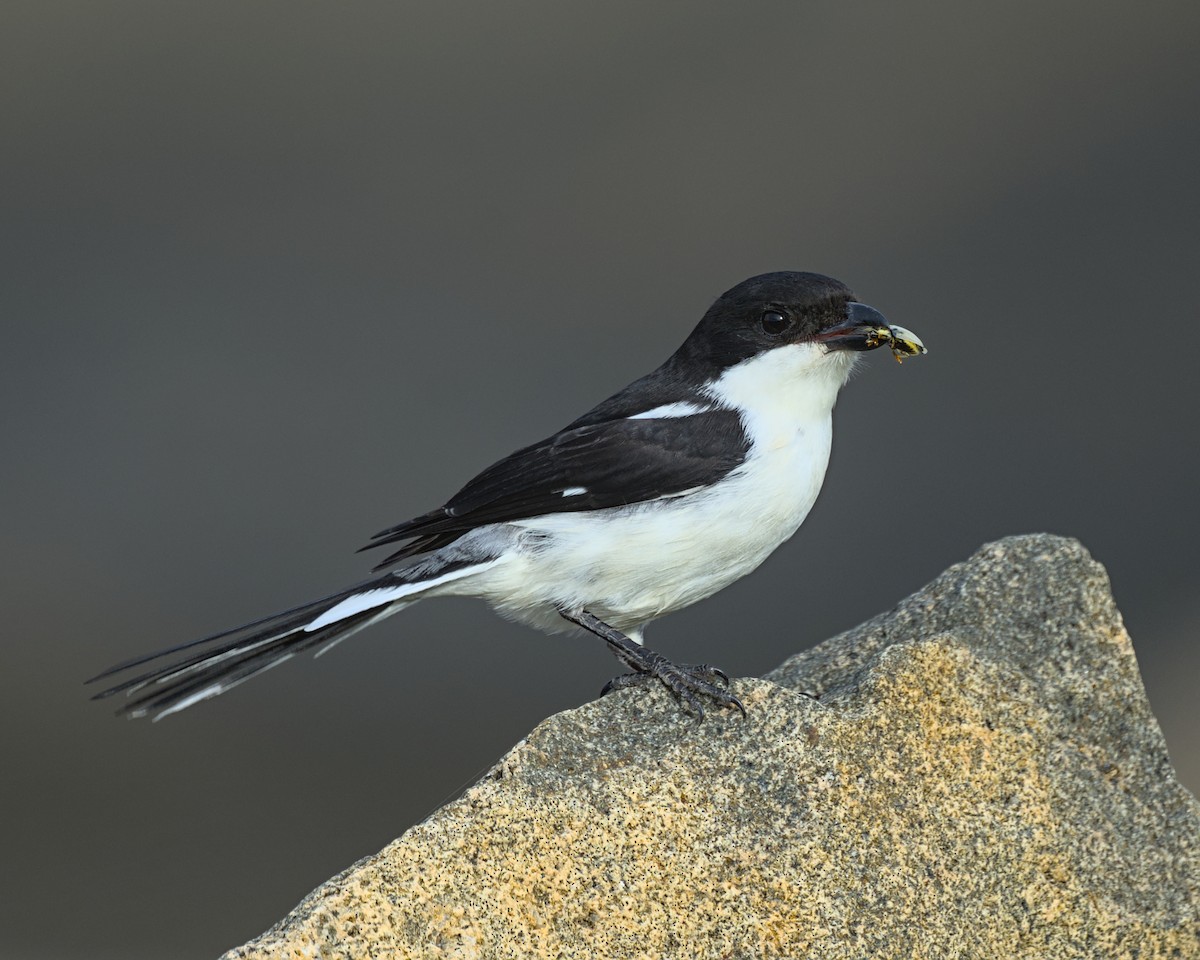 Southern Fiscal - ML638041755