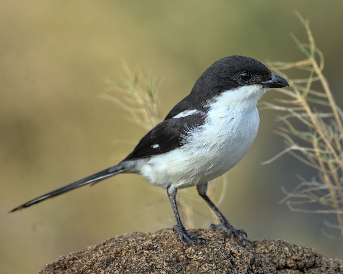 Southern Fiscal - ML638041756
