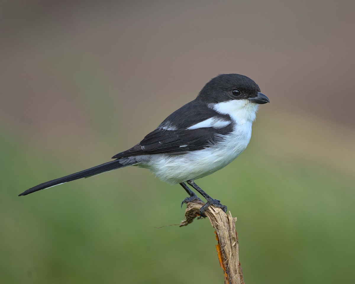 Southern Fiscal - ML638041758