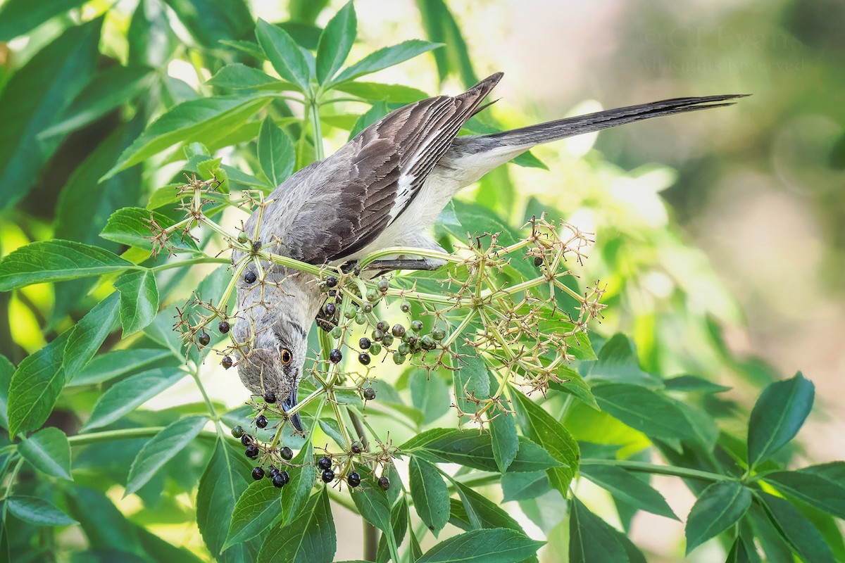 Northern Mockingbird - ML638041786