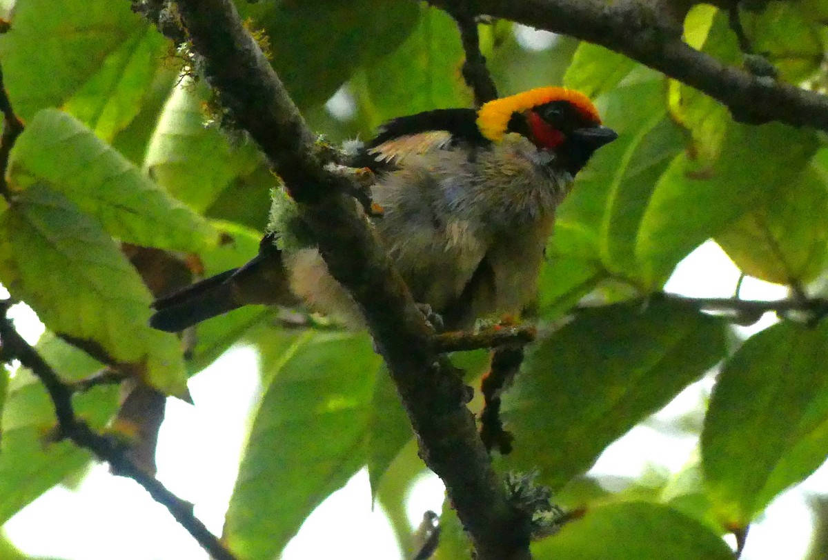 Flame-faced Tanager - ML638041826