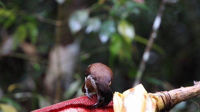 Western Parotia - ML638041838