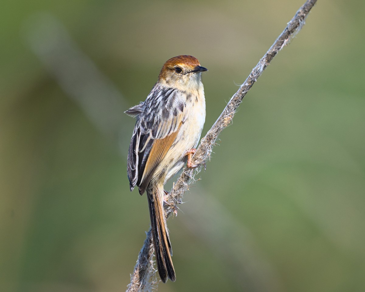 Levaillant's Cisticola - ML638041871