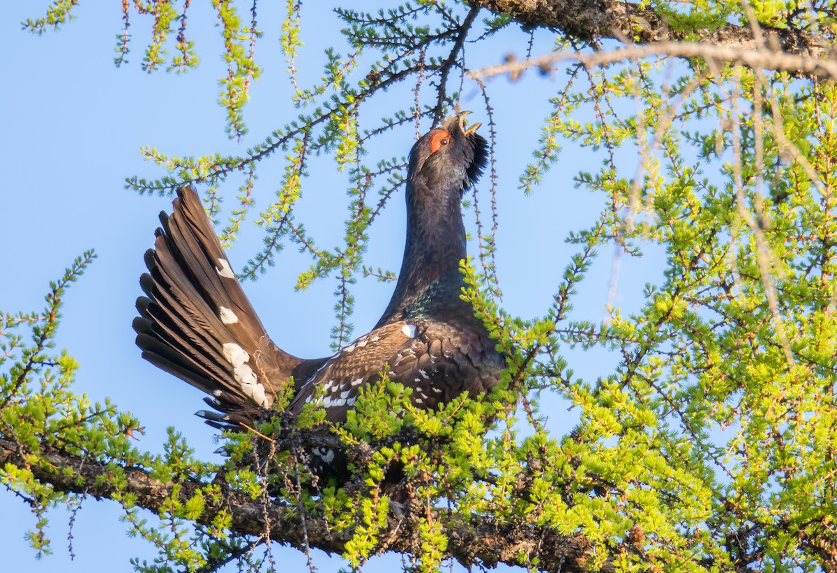 Black-billed Capercaillie - ML638041953