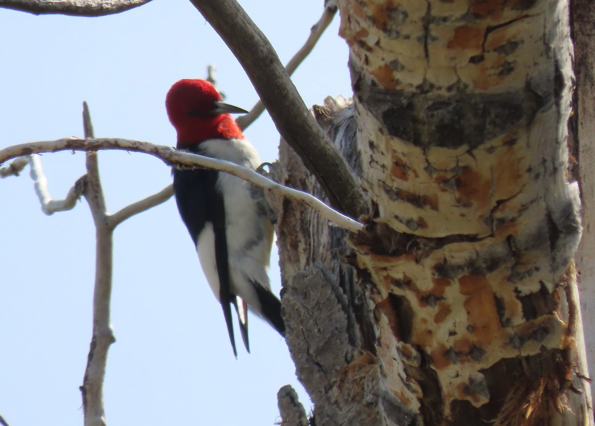 Red-headed Woodpecker - ML638041965