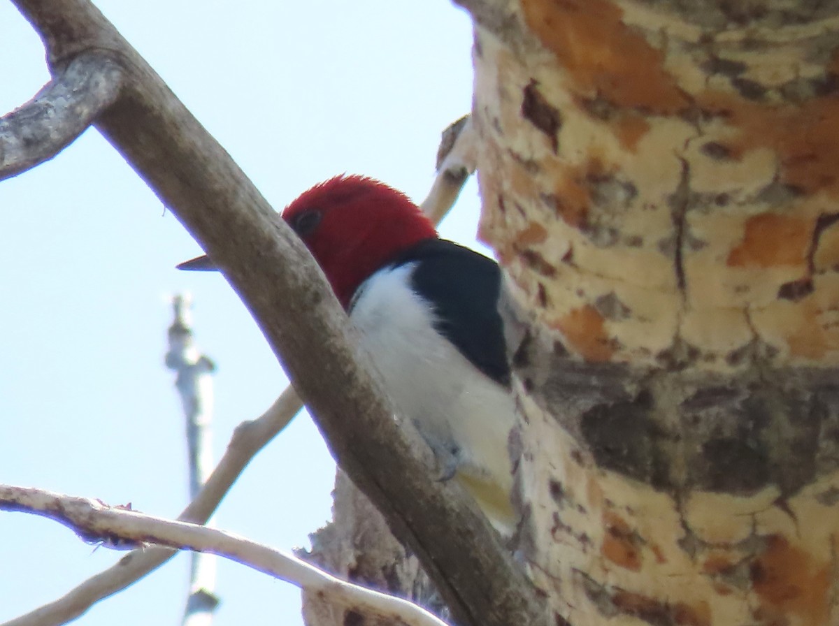 Red-headed Woodpecker - ML638041966