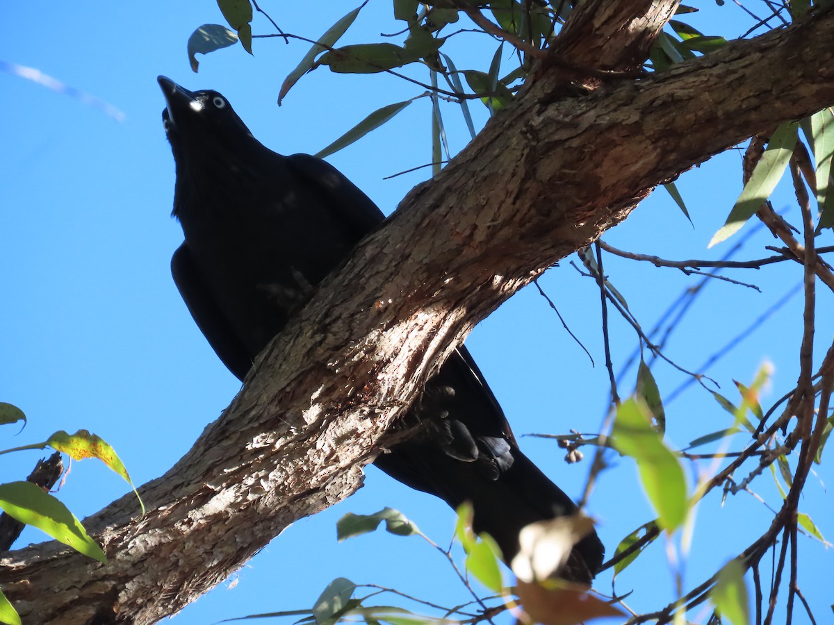 Australian Raven - ML638042049