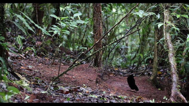 Western Parotia - ML638042051