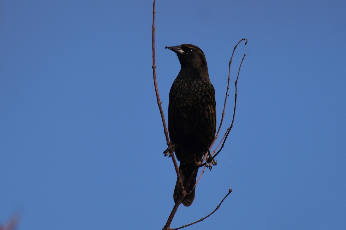 Yellow-winged Blackbird - ML638042078