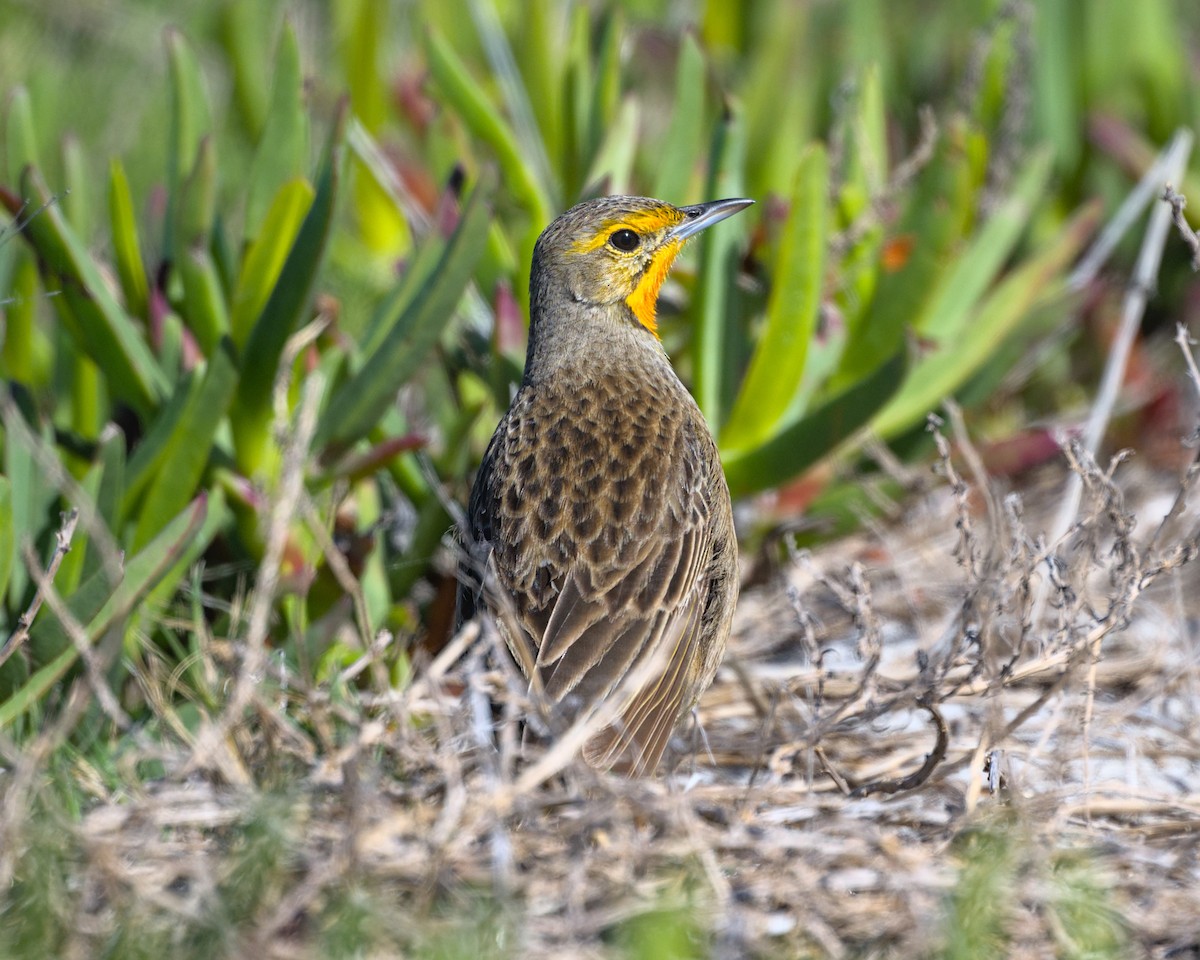 Orange-throated Longclaw - ML638042106