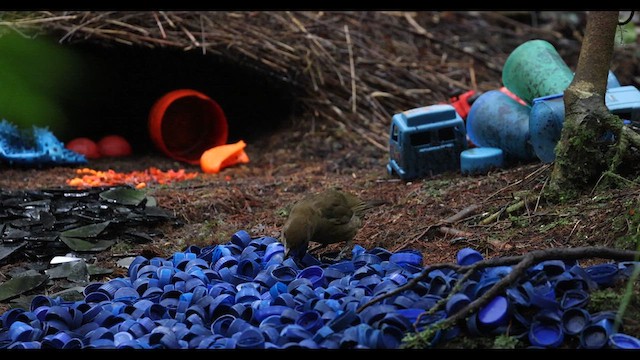 Vogelkop Bowerbird - ML638042110