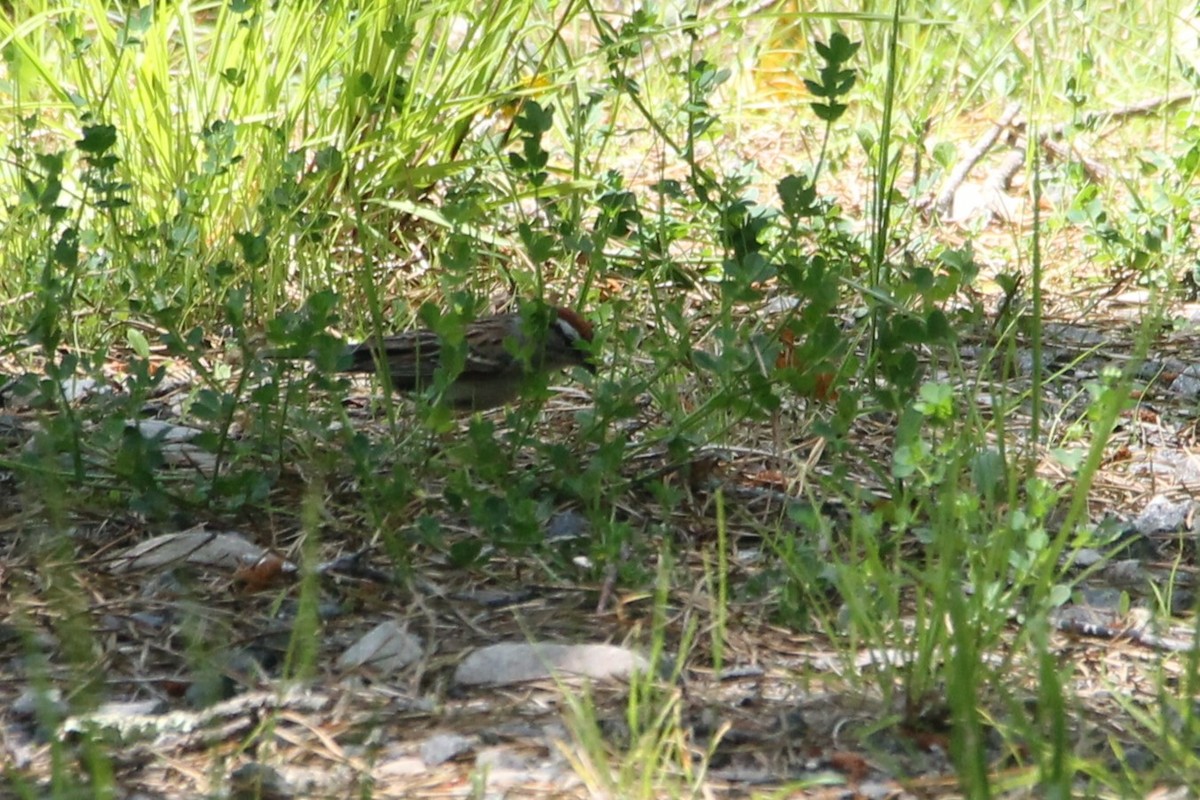 Chipping Sparrow - ML638042152