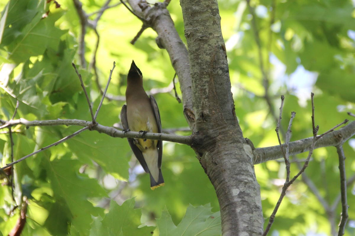 Cedar Waxwing - ML638042188