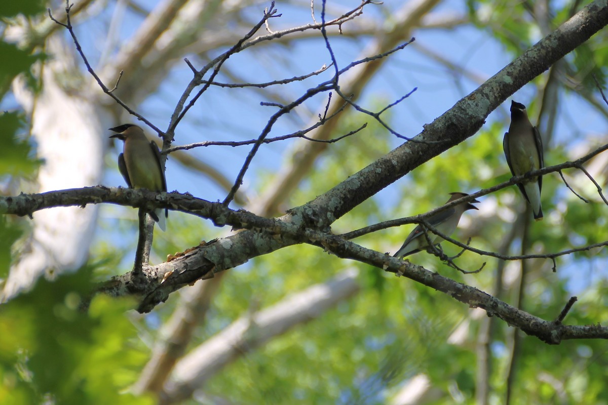 Cedar Waxwing - ML638042194