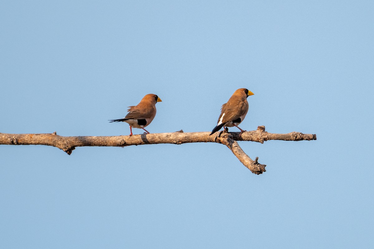 Masked Finch - ML638042227