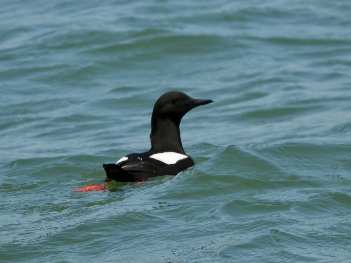 Black Guillemot - ML638042234