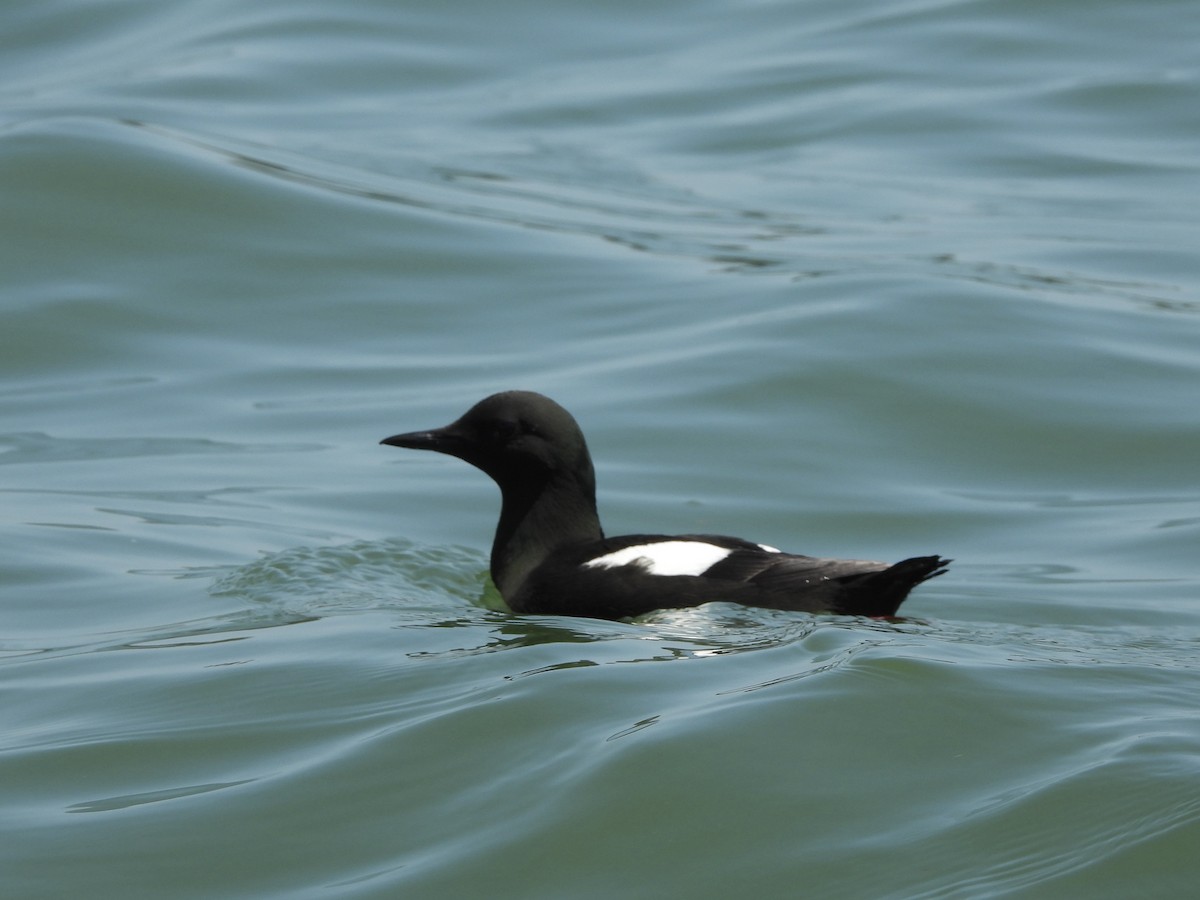 Black Guillemot - ML638042235