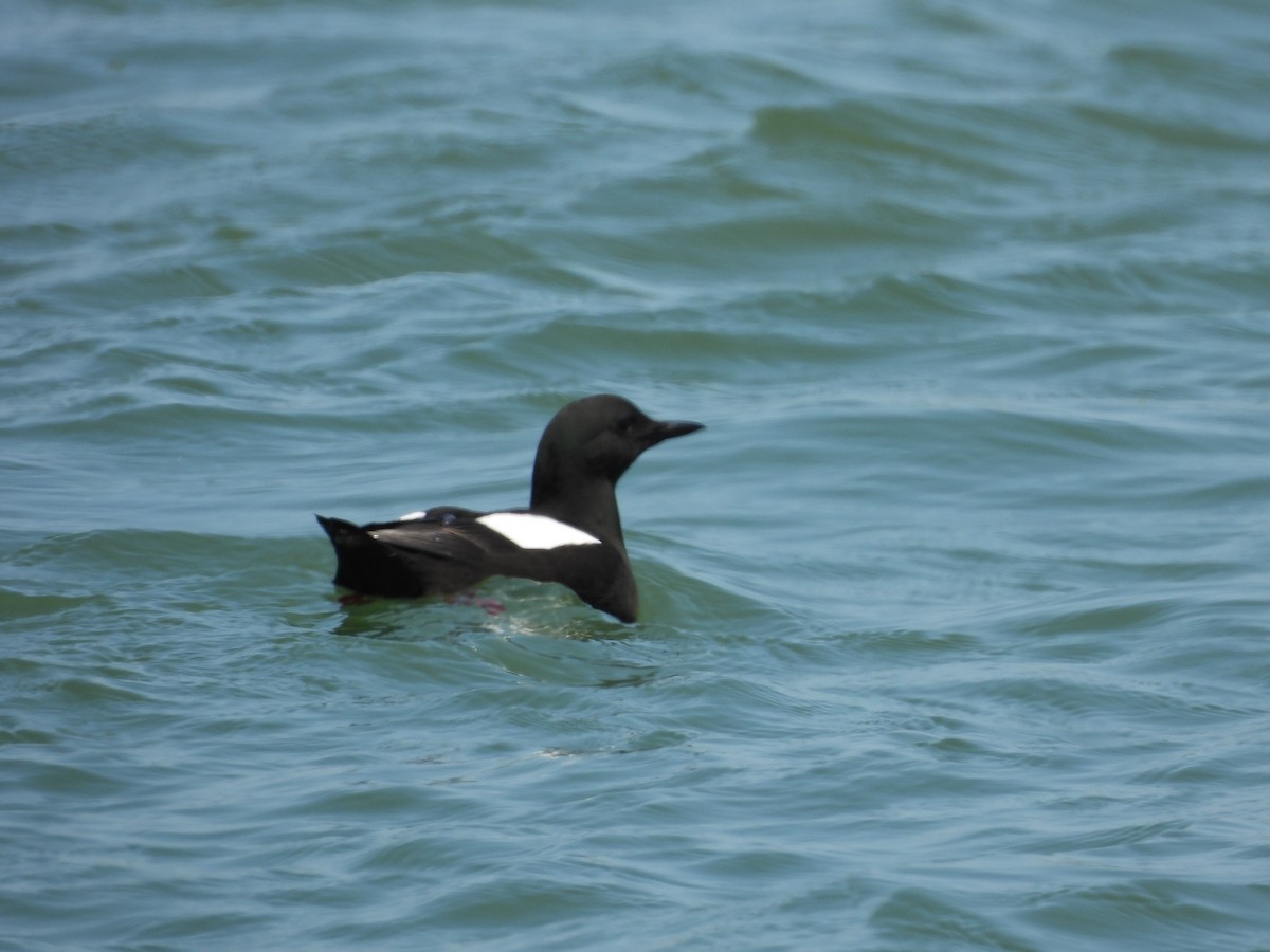 Black Guillemot - ML638042236