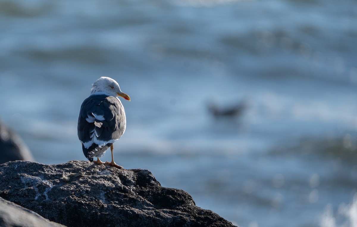 Lesser Black-backed Gull - ML638042270