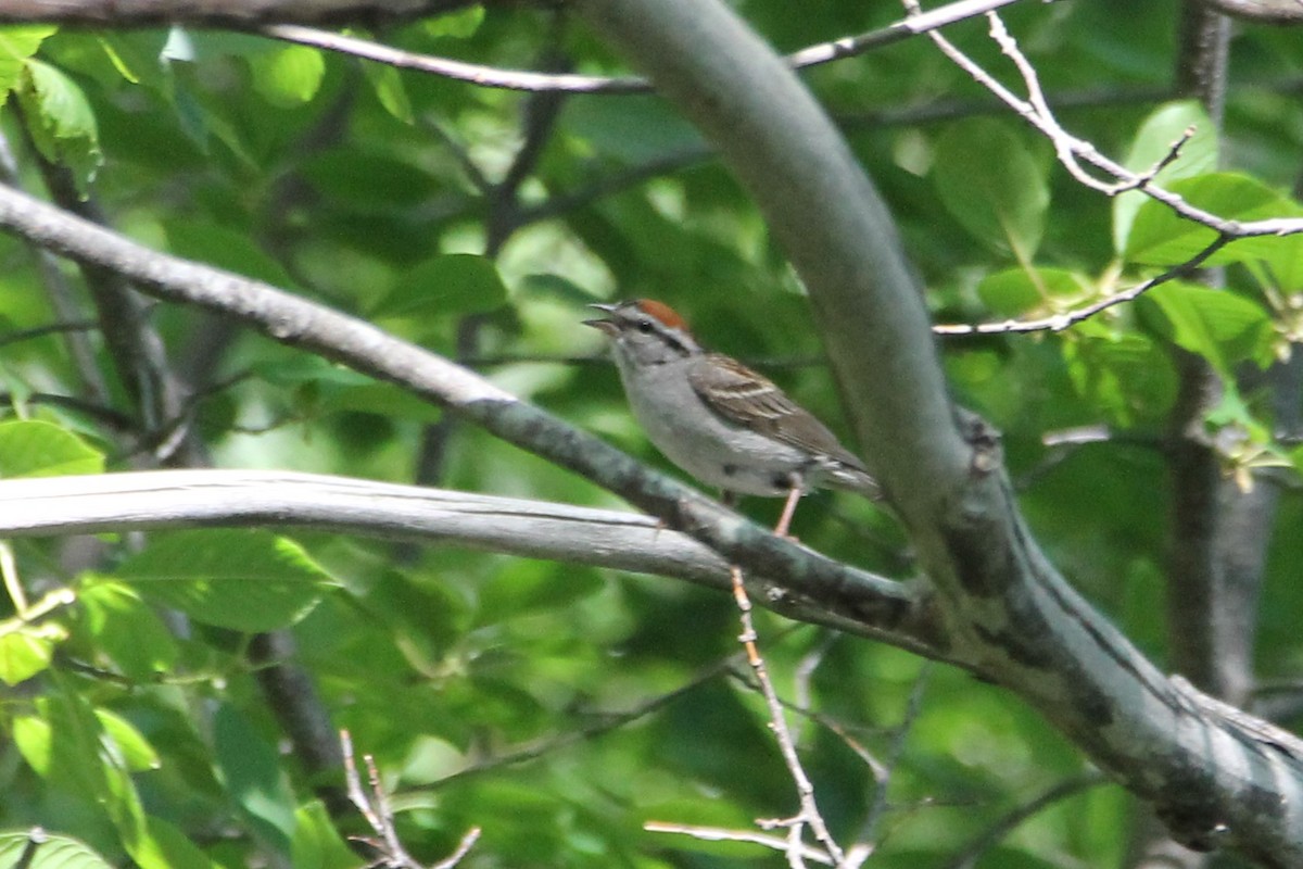 Chipping Sparrow - ML638042271
