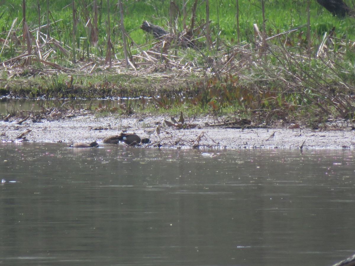 Blue-winged Teal - ML638042307