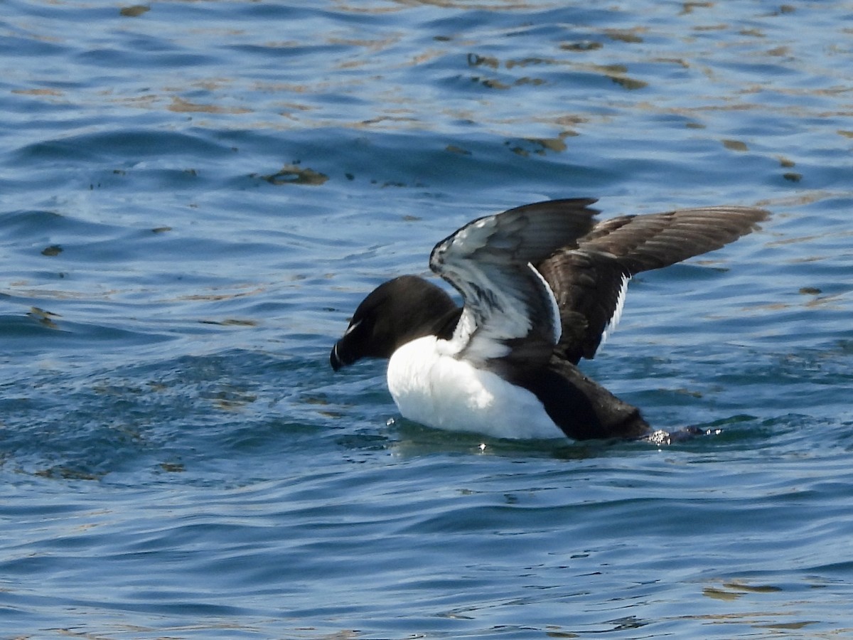 Razorbill - ML638042308