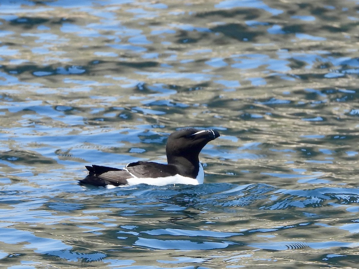 Razorbill - ML638042309