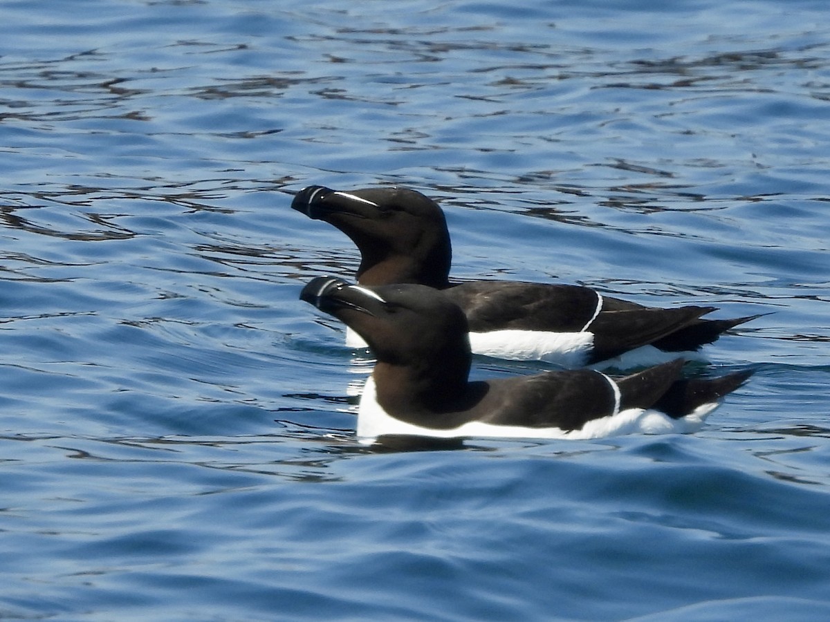 Razorbill - ML638042310