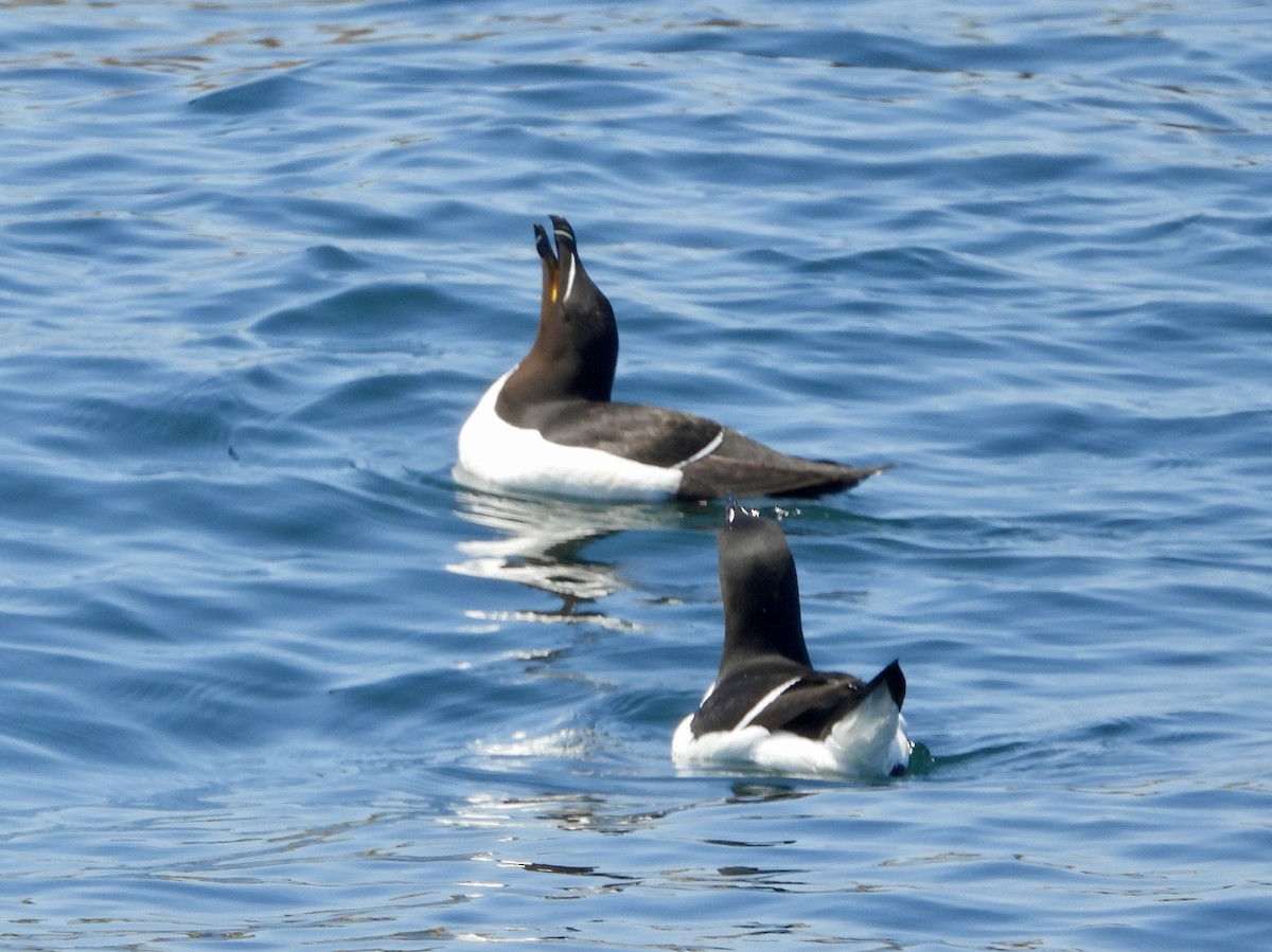 Razorbill - ML638042311