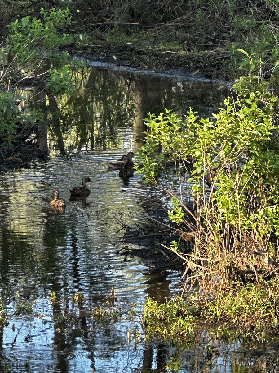 Wood Duck - ML638042314
