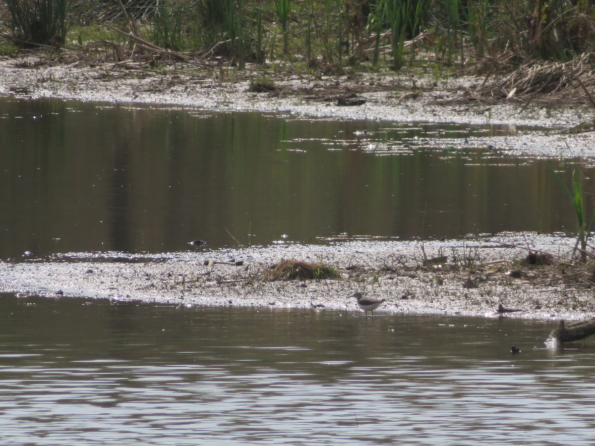Solitary Sandpiper - ML638042317