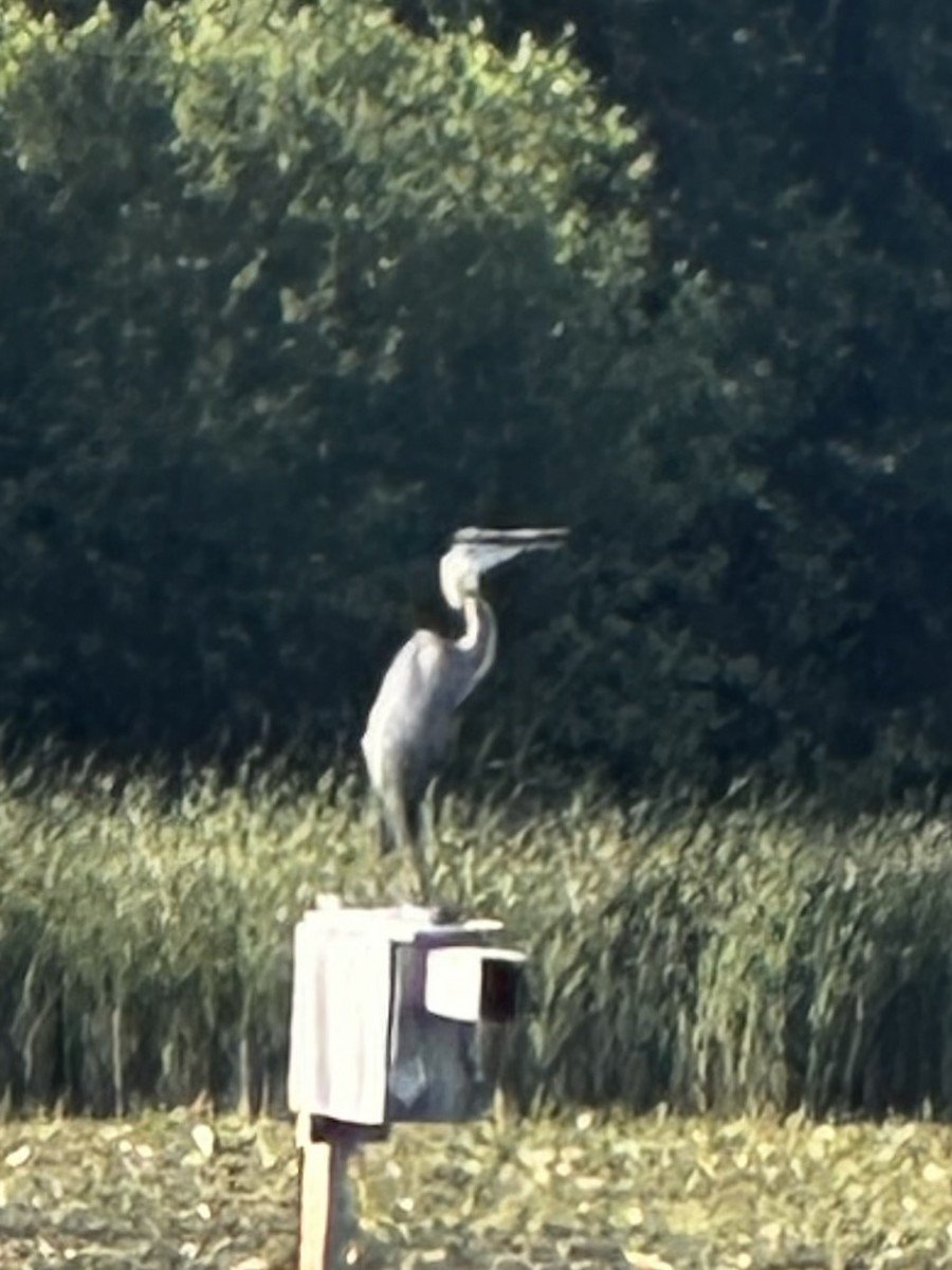 Great Blue Heron - ML638042367