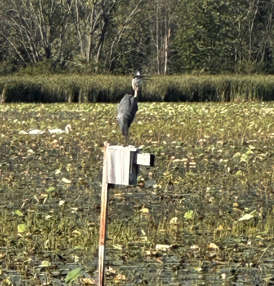 Great Blue Heron - ML638042368