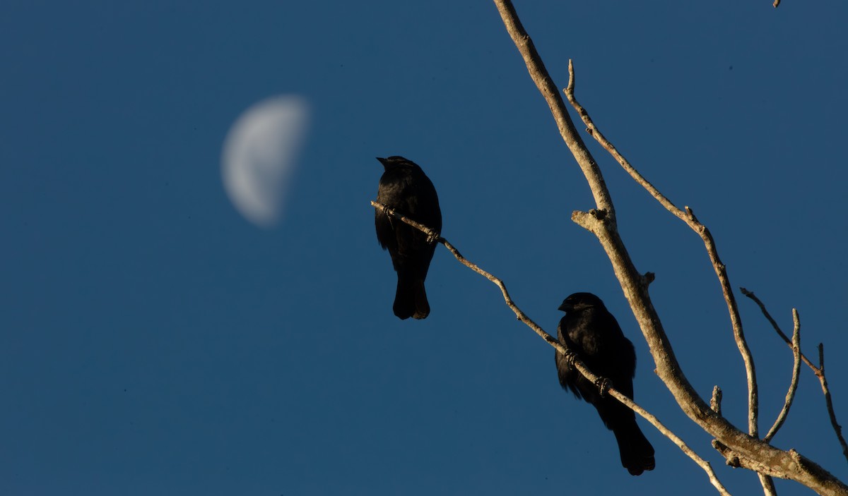 Screaming Cowbird - ML638042384