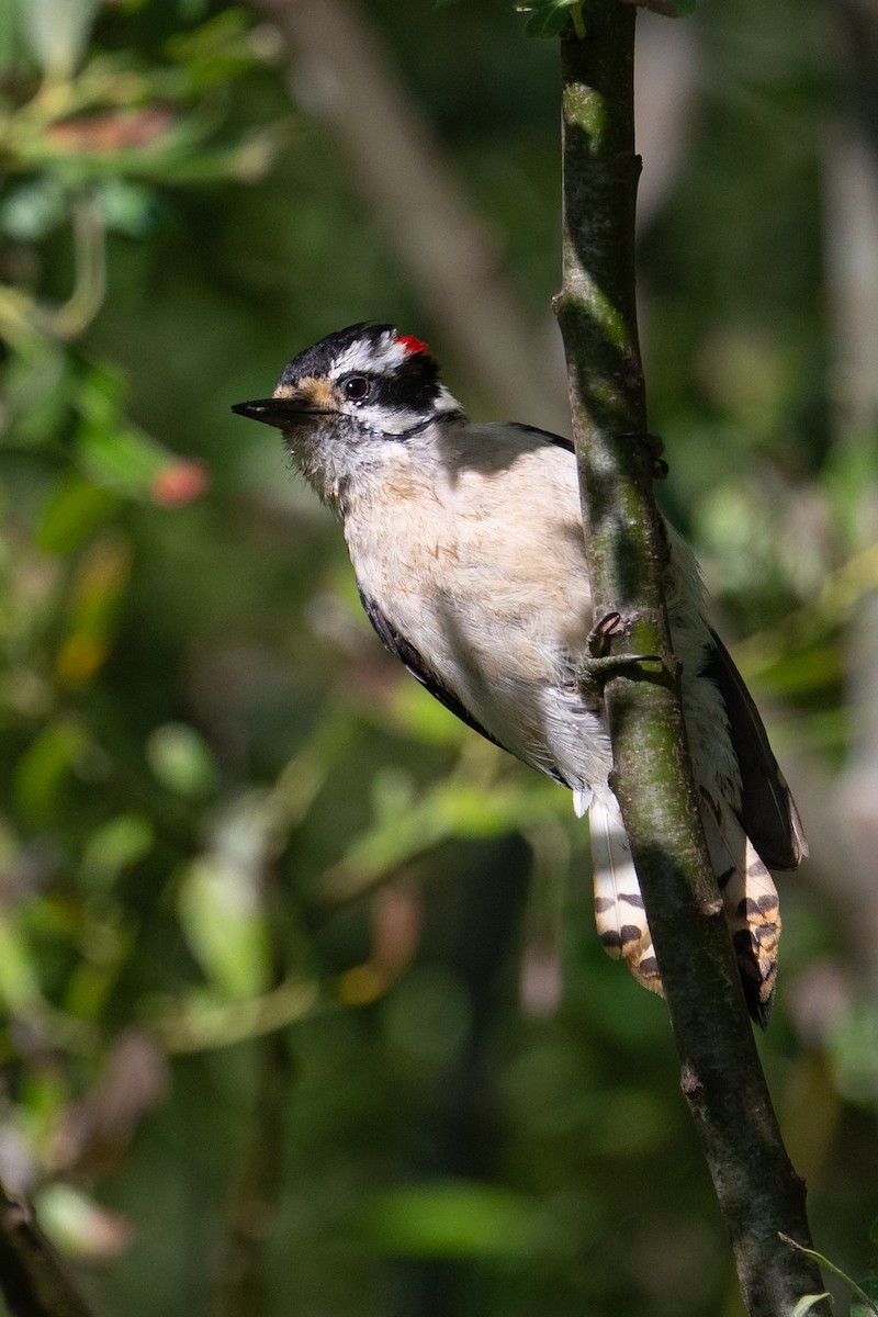Downy Woodpecker - ML638042390