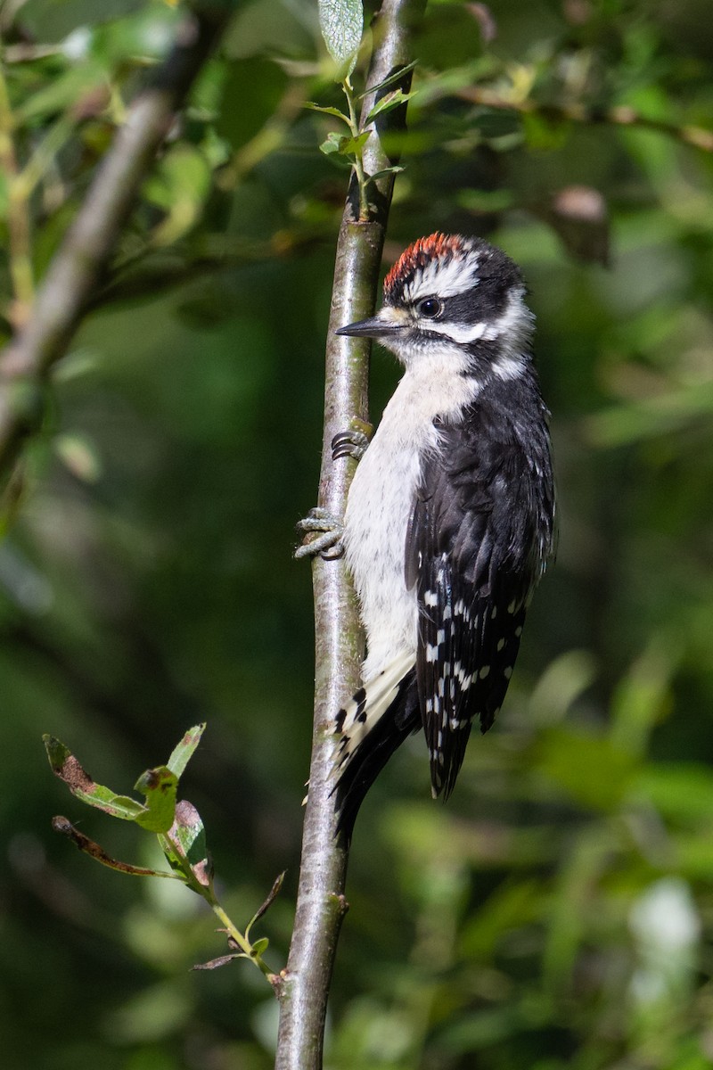 Downy Woodpecker - ML638042391