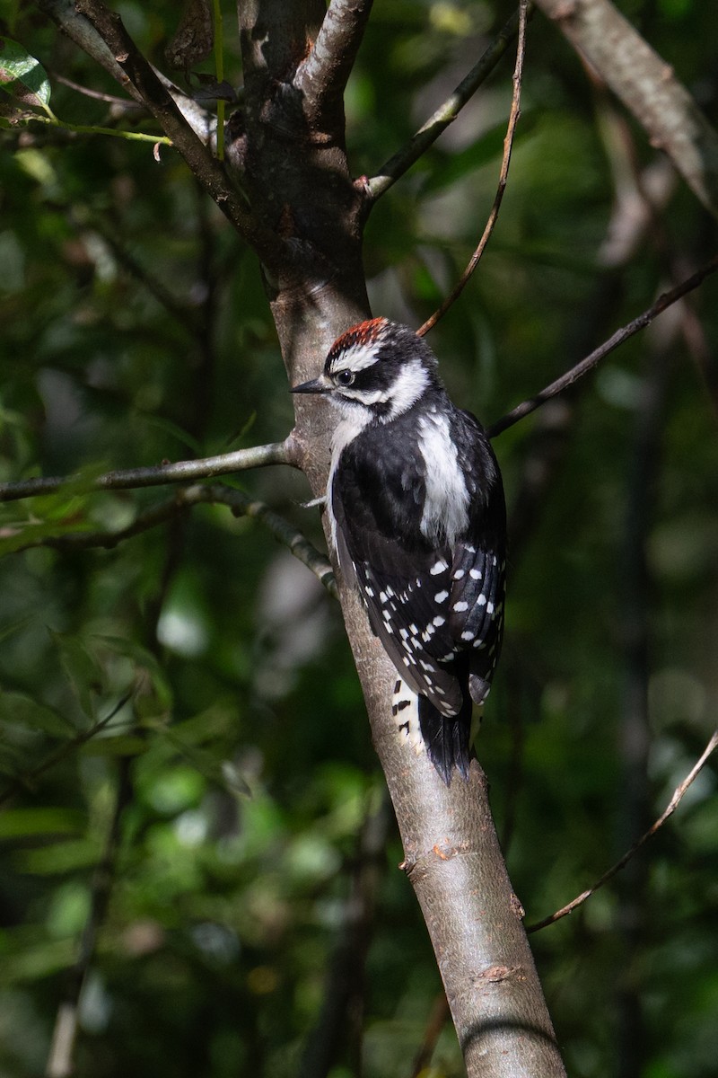 Downy Woodpecker - ML638042392