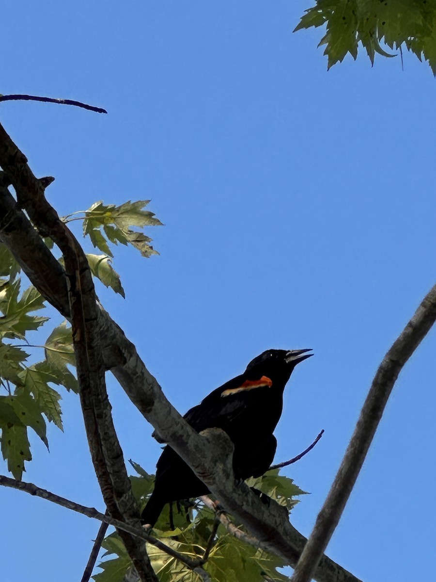 Red-winged Blackbird - ML638042393